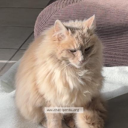 Foto 1/1 Gato encontrado Encontrado en Villelongue de la salanque