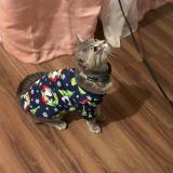 Foto del gato perdido en Richmond