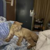 Foto del gato perdido en Tampa