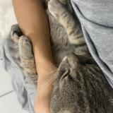 Foto del gato perdido en Saint Jerome