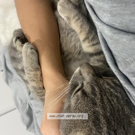 Foto 1/1 Chiro Chat perdido en Saint jerome