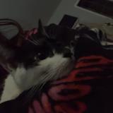 Foto de gato encontrado en Moreno Valley