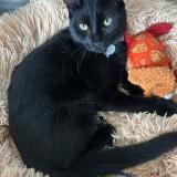 Foto del gato perdido en Bourg Les Valence