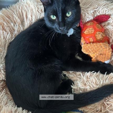 Foto 1/1 Marcuse Chat perdido en Bourg les valence