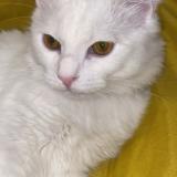 Foto del gato perdido en Rillieux La Pape