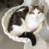 Foto del gato perdido en Bornel