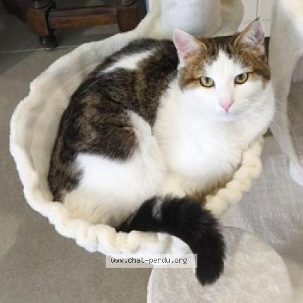 Foto 1/1 Mushu Chat perdido en Bornel