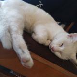 Foto de gato encontrado en Saintes