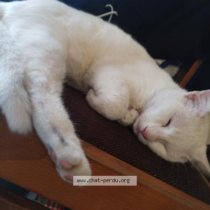 Foto 1/1 Gato encontrado Encontrado en Saintes