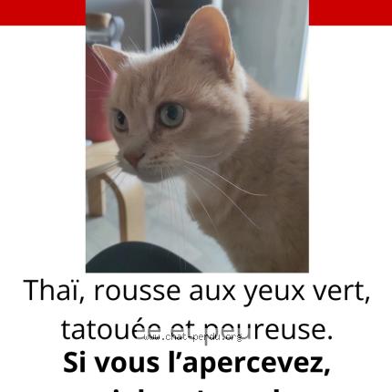 Foto 1/1 Thaï Chat perdido en Fay de bretagne