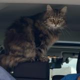 Foto del gato perdido en Criquiers