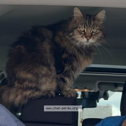 Foto 1/1 Pablo Chat perdido en Criquiers