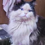 Foto de gato encontrado en Noida