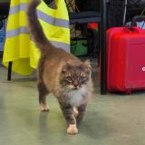 Foto de gato encontrado en Doue La Fontaine