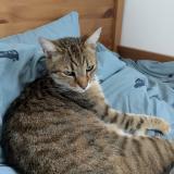 Foto del gato perdido en Nantes