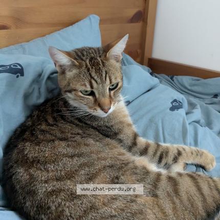 Foto 1/1 NEKO Chat perdido en Nantes