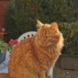 Foto del gato perdido en Reims