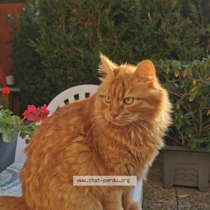 Foto 1/2 Choupi Chat perdido en Reims