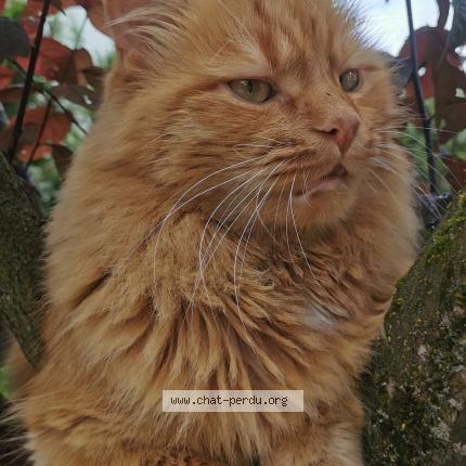 Foto 2/2 Choupi Chat perdido en Reims