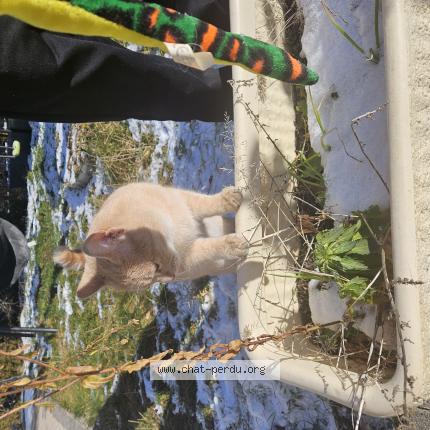 Foto 1/1 Gato encontrado Encontrado en Oyonnax