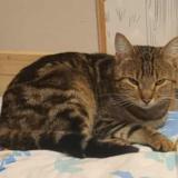 Foto del gato perdido en Saint Benoit Sur Loire