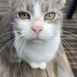 Foto del gato perdido en Tosse