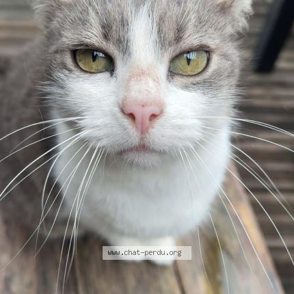 Foto 1/1 Happy Chat perdido en Tosse