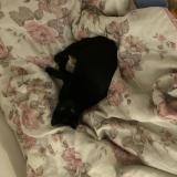 Foto del gato perdido en Arveyres