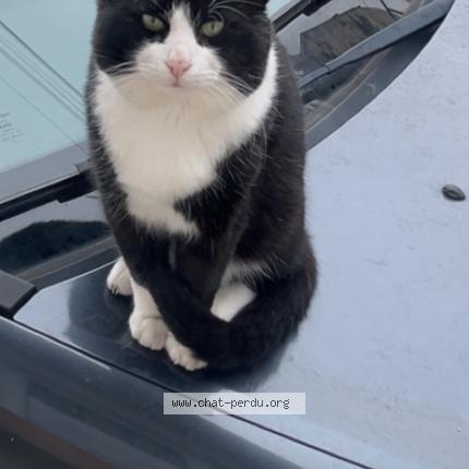 Foto 1/1 Maki Chat perdido en Drancy