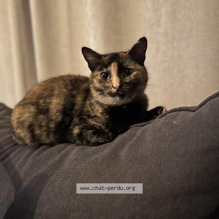 Foto 1/1 Vanille Chat perdido en Les landes genusson