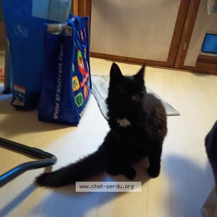 Foto 1/1 Gato encontrado Encontrado en Orange