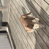 Foto de gato encontrado en Plouha