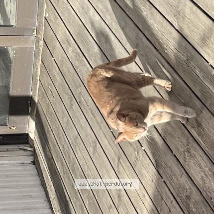Foto 1/1 Gato encontrado Encontrado en Plouha