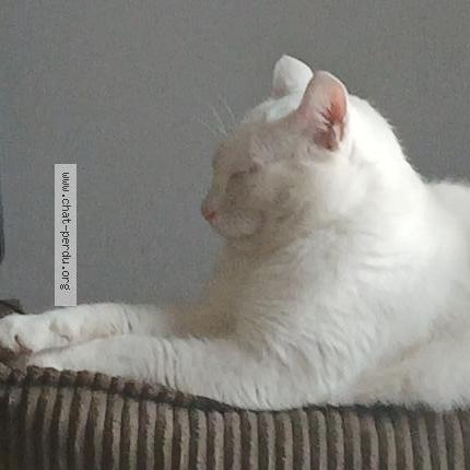 Foto 1/1 Cesar Chat perdido en Blainville sur orne