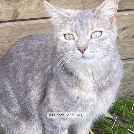 Foto 1/1 Vend&eacute;e Chat perdido en Les brouzils