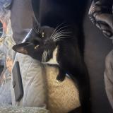 Foto de gato encontrado en Marseille