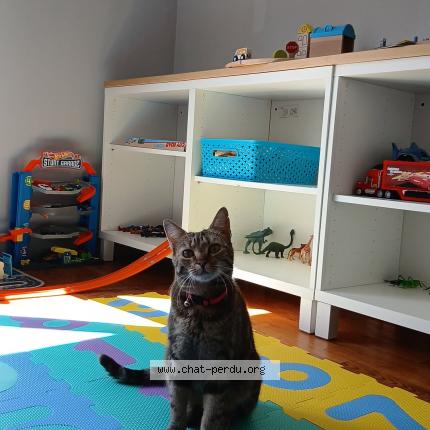 Foto 1/1 Bella Chat perdido en Carentan les marais