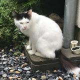 Foto de gato encontrado en Bailleval