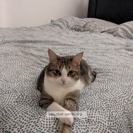 Foto 1/1 Milo Chat perdido en Plessis robinson