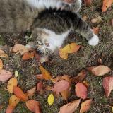 Foto del gato perdido en Coutiches