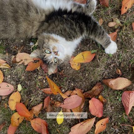 Foto 1/1 Chamallow Chat perdido en Coutiches