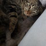 Foto del gato perdido en Randan