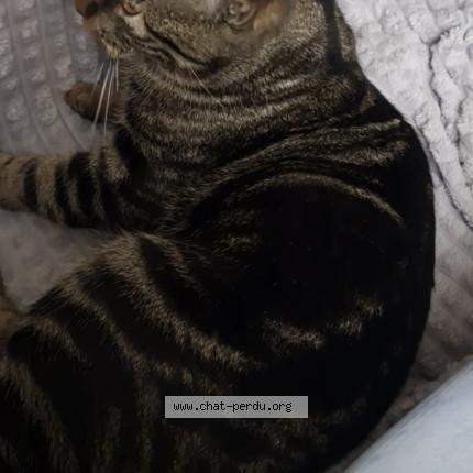 Foto 2/2 Minou Chat perdido en Randan