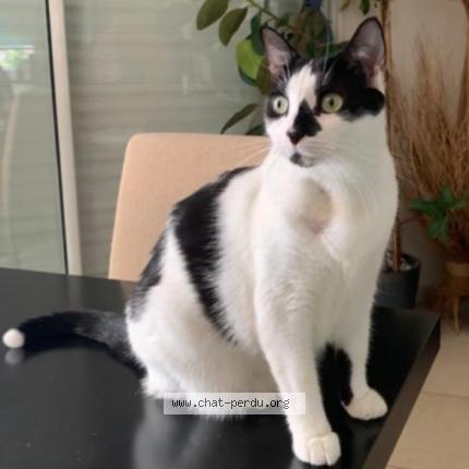 Foto 1/1 Tabasco Chat perdido en Bures sur yvette