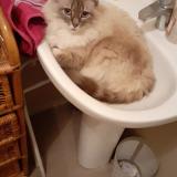 Foto del gato perdido en St Etienne