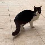 Foto de gato encontrado en Bourg En Bresse