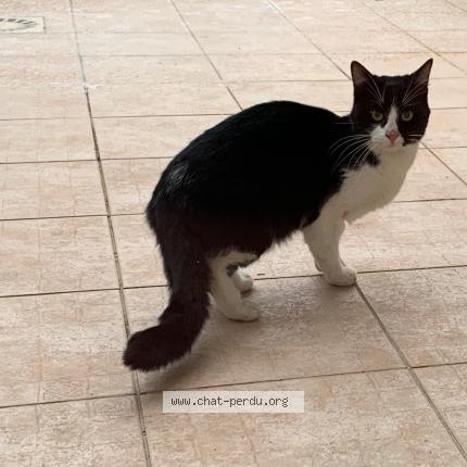 Foto 1/1 Gato encontrado Encontrado en Bourg en bresse
