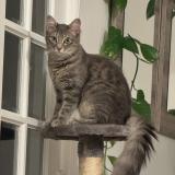 Foto del gato perdido en Villeneuve Saint Georges