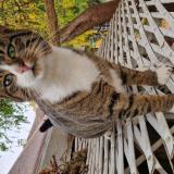 Foto del gato perdido en Livry Gargan