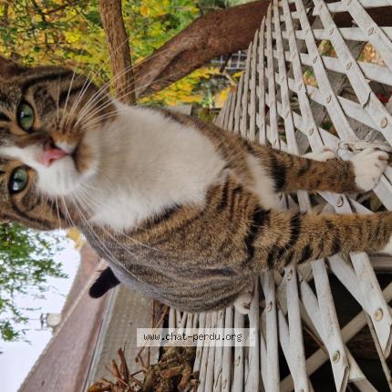 Foto 1/1 Gato encontrado Perdido en Livry gargan